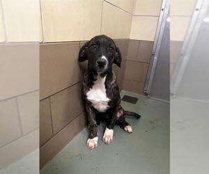 Mastiff-Unknown Mix Dogs for adoption in Riverside, CA, USA