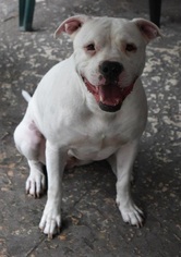 American Bulldog-Unknown Mix Dogs for adoption in Hallandale, FL, USA