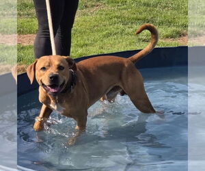 Mutt Dogs for adoption in Evansville, IN, USA