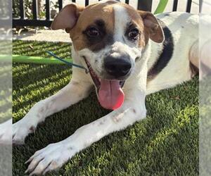 Mutt Dogs for adoption in Baytown, TX, USA