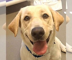 Labrador Retriever-Unknown Mix Dogs for adoption in Canton, CT, USA