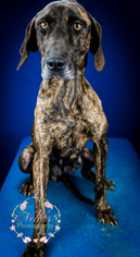 Catahoula Leopard Dog-Unknown Mix Dogs for adoption in Tupelo, MS, USA