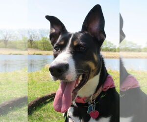 Border Collie-Unknown Mix Dogs for adoption in Minneapolis, MN, USA