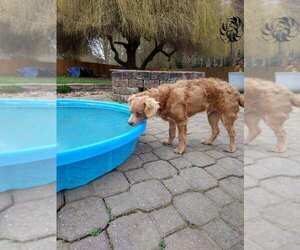 Medium Photo #3 Chilier Puppy For Sale in Sequim, WA, USA