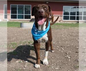 Labrador Retriever-Unknown Mix Dogs for adoption in San Antonio, TX, USA