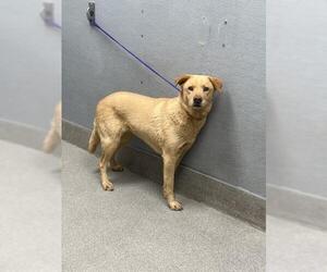 Golden Retriever-Unknown Mix Dogs for adoption in Las Vegas, NV, USA