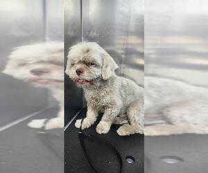 Poodle (Miniature)-Unknown Mix Dogs for adoption in San Antonio, TX, USA