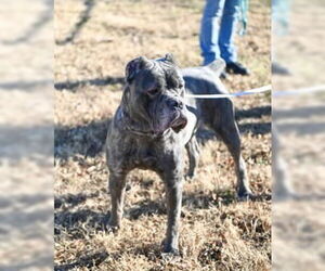 Mutt Dogs for adoption in Glen Allen, VA, USA