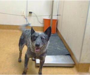 Mutt Dogs for adoption in Sacramento, CA, USA