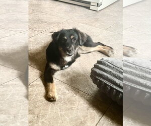 Australian Shepherd Dogs for adoption in Estherville, IA, USA