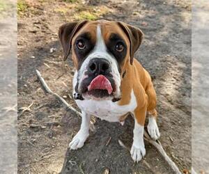 Boxer Dogs for adoption in Aurora, CO, USA