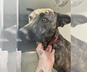 Unknown-Whippet Mix Dogs for adoption in Houston, TX, USA