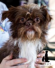 Brussels Griffon-Unknown Mix Dogs for adoption in Baton Rouge, LA, USA