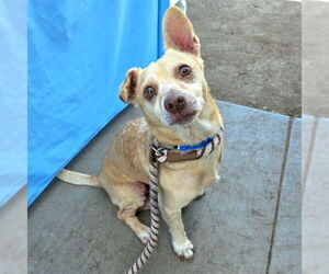 Chihuahua-Unknown Mix Dogs for adoption in Long Beach, CA, USA