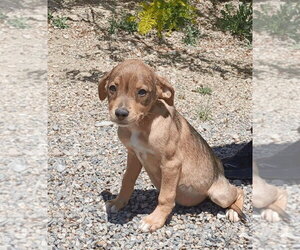 Basset Hound-Chihuahua Mix Dogs for adoption in Salt Lake City, UT, USA