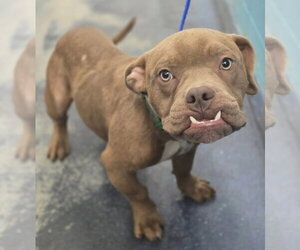 Bulldog-Unknown Mix Dogs for adoption in Lakewood, CO, USA