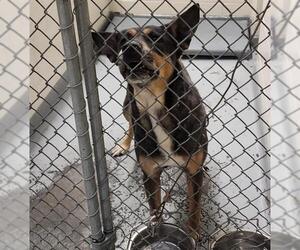 Australian Shepherd-Unknown Mix Dogs for adoption in Anchorage, AK, USA