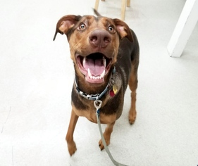 Doberman Pinscher Dogs for adoption in Spokane, WA, USA