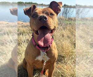 American Pit Bull Terrier Dogs for adoption in Brighton, CO, USA