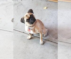 Pug Dogs for adoption in San Diego, CA, USA