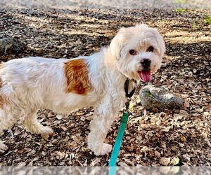 Cavalier King Charles Spaniel-Unknown Mix Dogs for adoption in Pasadena, CA, USA