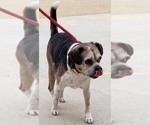 Puggle Dogs for adoption in Monticello, IA, USA