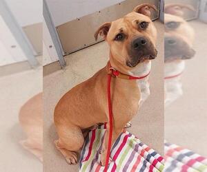 American Staffordshire Terrier Dogs for adoption in Fort Lauderdale, FL, USA