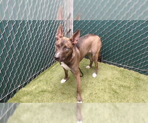 Medium Photo #2 Siberian Husky Puppy For Sale in Downey, CA, USA