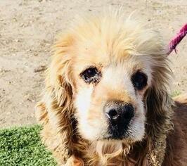 Cocker Spaniel Dogs for adoption in Lake Forest, CA, USA