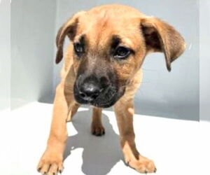 Mutt Dogs for adoption in Houston, TX, USA