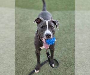 American Pit Bull Terrier-Unknown Mix Dogs for adoption in Las Vegas, NV, USA
