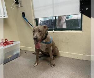 American Pit Bull Terrier Dogs for adoption in Pasadena, CA, USA