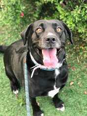 Labrador Retriever-Unknown Mix Dogs for adoption in Sylmar, CA, USA