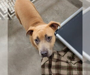 Labrador Retriever-Unknown Mix Dogs for adoption in Jackson, CA, USA