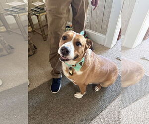 American Staffordshire Terrier-Unknown Mix Dogs for adoption in Westwood, NJ, USA