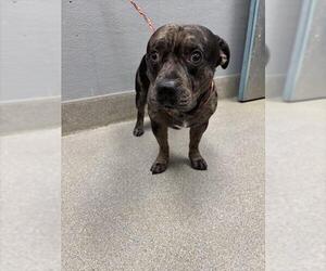 American Pit Bull Terrier-Unknown Mix Dogs for adoption in Las Vegas, NV, USA