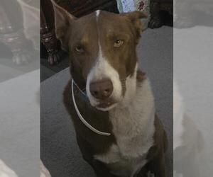 Labrador Retriever-Unknown Mix Dogs for adoption in San Antonio, TX, USA