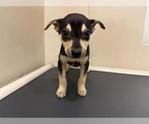 Chihuahua Dogs for adoption in Redwood City, CA, USA