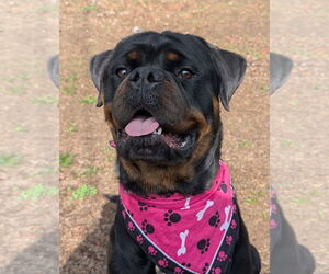 Rottweiler Dogs for adoption in Hillsboro, NH, USA