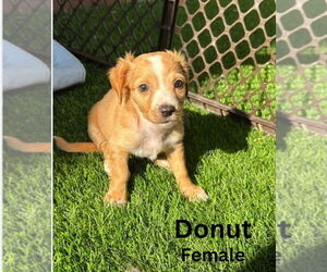 Cairn Terrier-Dachshund Mix Dogs for adoption in San Diego , CA, USA