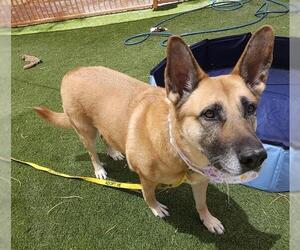 German Shepherd Dog-Unknown Mix Dogs for adoption in Las Vegas, NV, USA