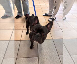 French Bulldog-Unknown Mix Dogs for adoption in Virginia Beach, VA, USA