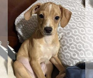 Chihuahua-Unknown Mix Dogs for adoption in Spring Lake, NC, USA