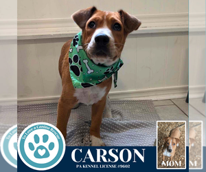 Mutt Dogs for adoption in Kimberton, PA, USA