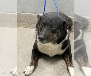 Australian Shepherd-Unknown Mix Dogs for adoption in Las Vegas, NV, USA