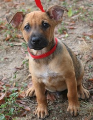 Medium Photo #3 Labrador Retriever-Unknown Mix Puppy For Sale in Von Ormy, TX, USA