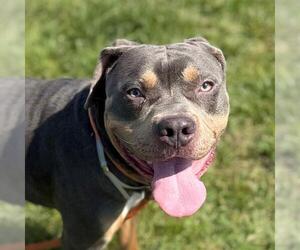 Rottweiler-American Pit Bull Terrier Dogs for adoption in Louisville, KY, USA
