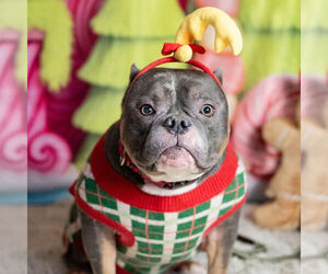 Olde Bulldog Dogs for adoption in Princeton, MN, USA