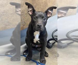 Labrador Retriever-Unknown Mix Dogs for adoption in Tallahassee, FL, USA