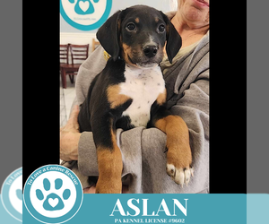 Beagle-Unknown Mix Dogs for adoption in Kimberton, PA, USA